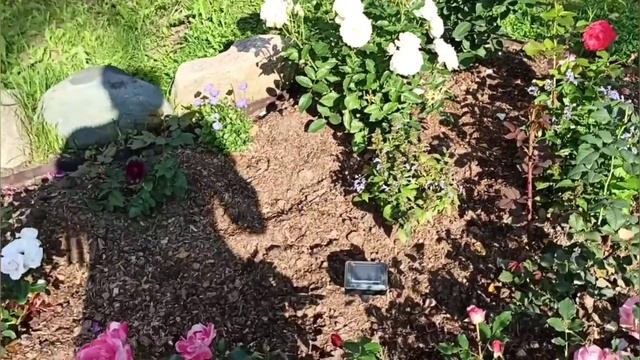 Розы как люди, каждая с характером!? Цветут и радуют хозяйку. смотреть онлайн