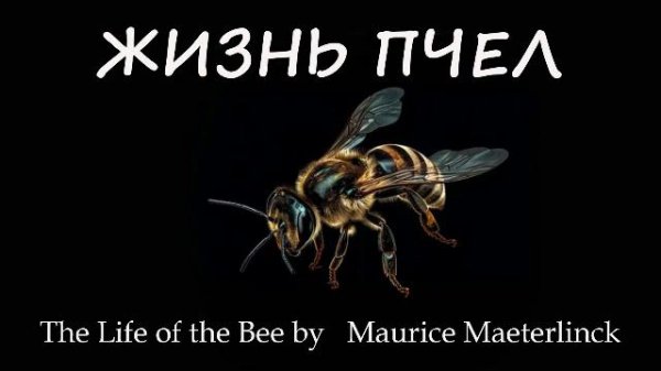 Жизнь пчел. 2 часть.