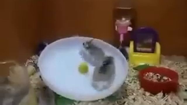 Два хомяка на беговой дорожке, лучшие приколы с животными. смотреть онлайн