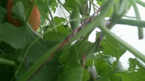 Привитые на тыкву дыни дадут колоссальный результат!