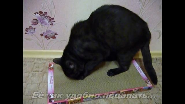 Когтедралка-когтеточка для кошек смотреть онлайн