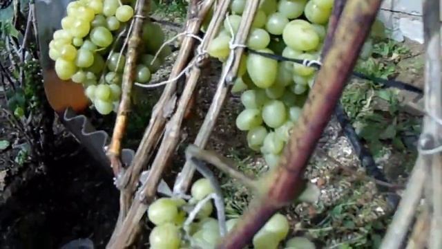 Выращиваем виноград в ярославской области. смотреть онлайн