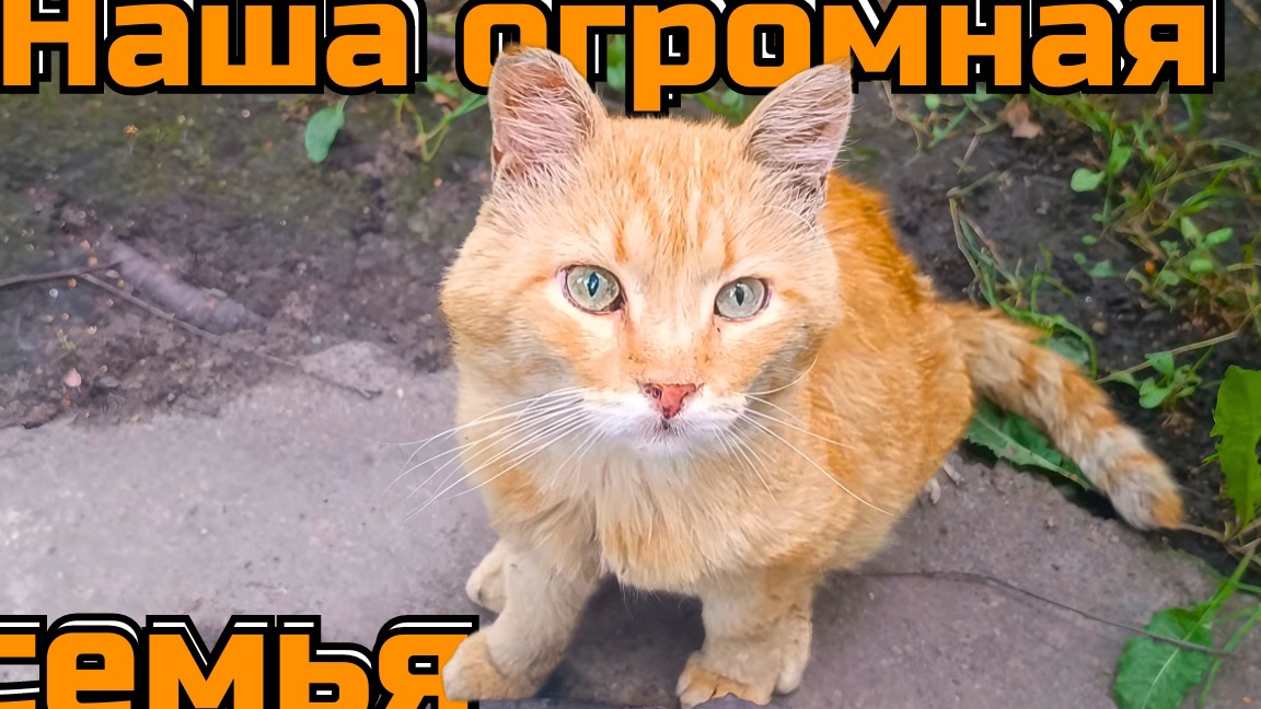 Наша огромная семья. смотреть онлайн