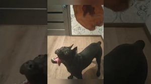 КАНЕ КОРСО. ПРОЛАПС СЛЕЗНОЙ ЖЕЛЕЗЫ. НАШ ОПЫТ И  ВАРИАНТЫ РЕШЕНИЯ ПРОБЛЕМЫ.