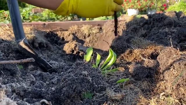 Картошка среди роз ☺️Огородная зона ??????в моем саду смотреть онлайн