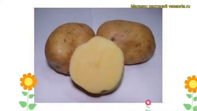 Картофель семенной Рамос. Краткий обзор, описание характеристик, где купить картофель Ramos смотреть онлайн