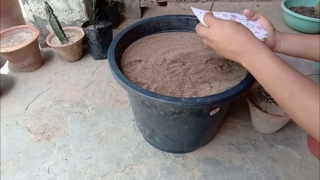 How To Grow Cucumber From Cucumber смотреть онлайн