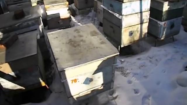 утепление дна ульевого - зачем и когда лучше делать - март на пасеке смотреть онлайн