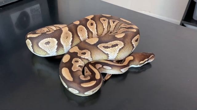 Male Mystic Type Dinker 50% het Pied SOLD смотреть онлайн