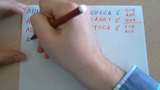 Ejercicio 3: Encontrar el ADN y los aminoácidos a partir del ARNm. смотреть онлайн