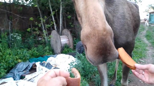 10.07.22. вечерний вечер и визит Морозовых с бананами. смотреть онлайн