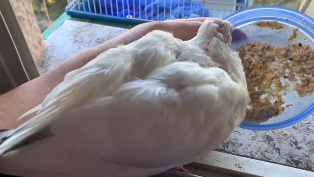 голубь маленький чем кормить смотреть онлайн