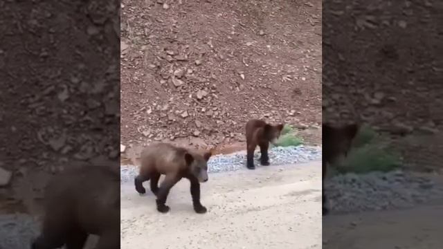 Медведи выпрашивают еду на дороге, ЖЕСТь смотреть онлайн