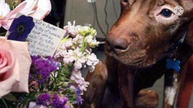 Хозяйка мучила пса голодом не один месяц,затем сбросила в мусоропровод с 19 этажа смотреть онлайн