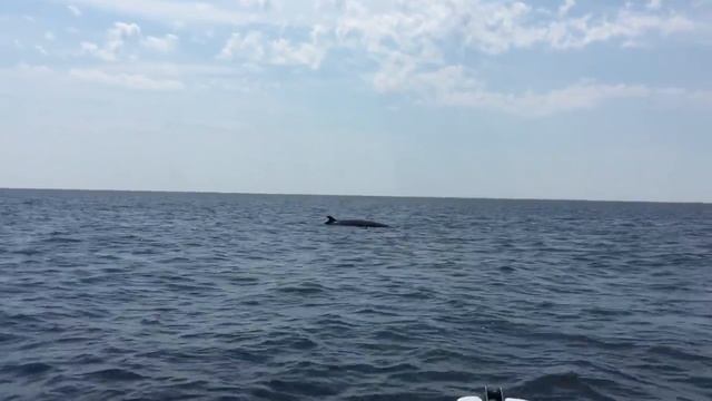 2018 07 05 Minke whale The trip to Baie Comeau, Canada смотреть онлайн