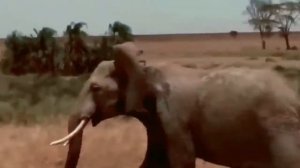 Лучшие бои животного мира, жестокая жизнь диких животных, лев, буйвол, тигр, шакал,