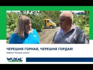 Выращивание черешни/Система питания Вуксал на черешне/Выращивание черешни как бизнес