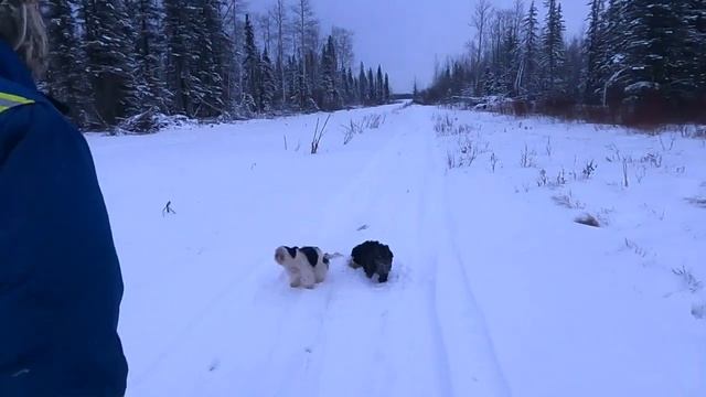 Вечерняя прогулка в Канаде смотреть онлайн