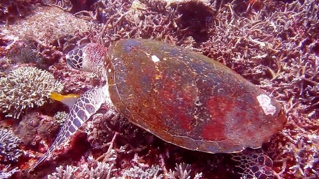 Расслабляющая музыка для сна, медитации и борьбы со стрессом. смотреть онлайн