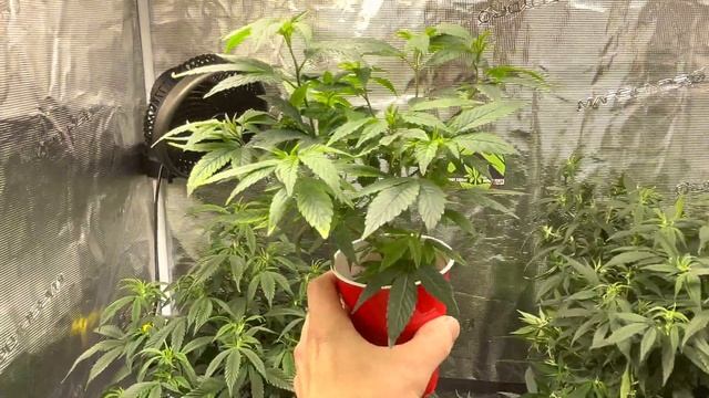 New Year New Gear ✔️ Mars Hydro 8x8 Tent Set Up, AC Infinity Cloudray S6 Clip On Oscillation Fans смотреть онлайн