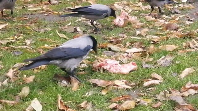 Вороны. Свинина на завтрак \ Hooded crows. Pork on breakfast смотреть онлайн
