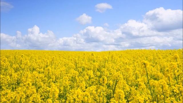 Bach   Sonata No 1 for Violin  Harpsichord in B minor, BWV 1014 FULL   Classical Music