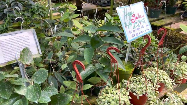 Crazy Plant Finds! Uncommon & Rare Houseplants! Plant Shopping at a local Nursery Green Gate смотреть онлайн