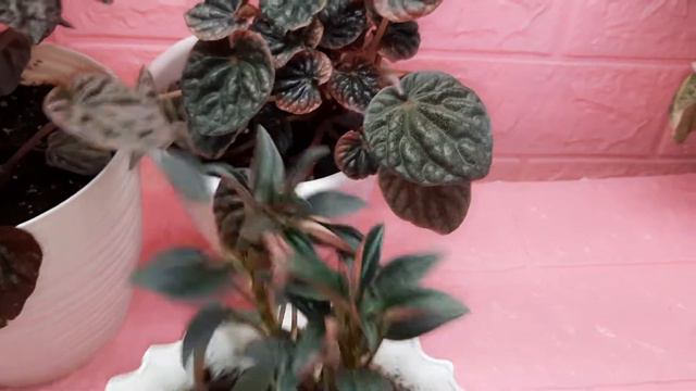 Пеперомии 🥰 смотреть онлайн