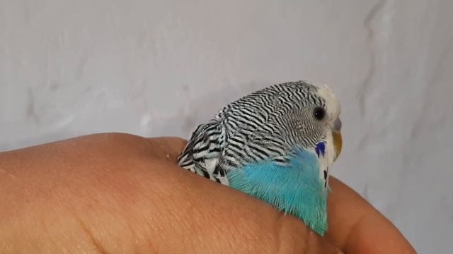 Как определить возраст волнистого попугая. Какой возраст у попугая. смотреть онлайн