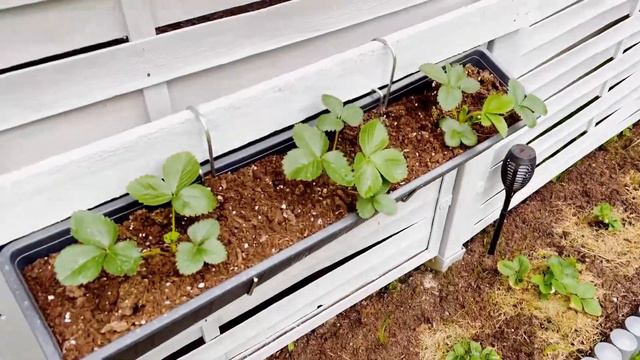 Пирог с фаршем. День рождения моего папы