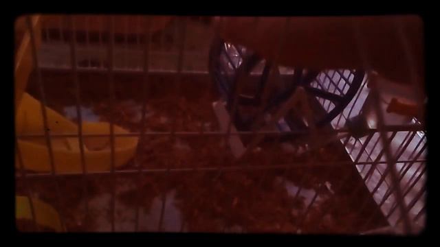 Как сделать клетку схема смотреть онлайн