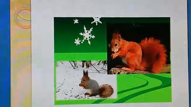 Как дикие животные встречают весну смотреть онлайн
