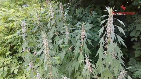 НЕ МУЧАЙТЕ СВОИХ ДЕТЕЙ И СЕБЯ