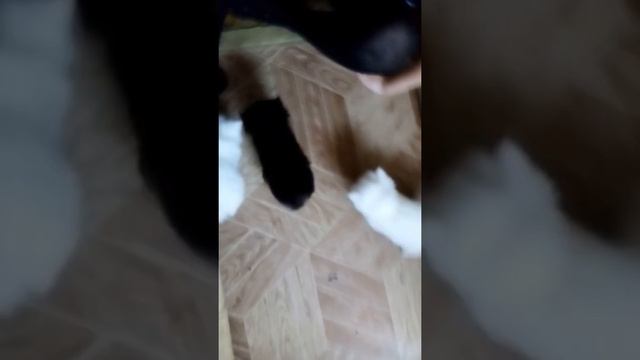 Котята ходят смотреть онлайн