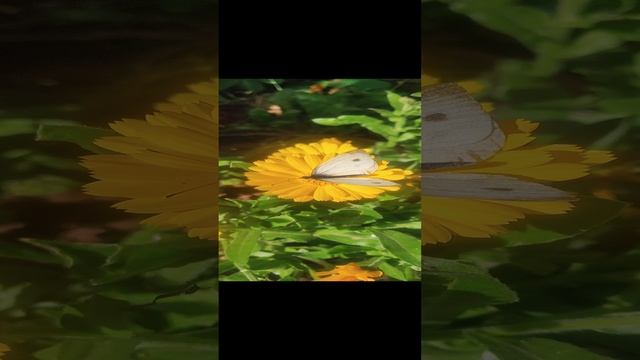 БАБОЧКА смотреть онлайн