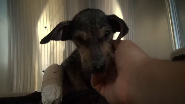A Brave Little Dog Gets Rescued From The River. His Recovery With Hope For Paws Will Inspire You.
