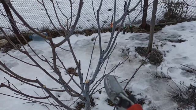 Обрезка персика весной. Более подробно 2023 г. смотреть онлайн