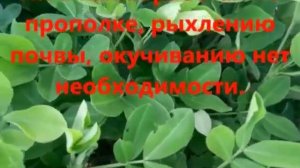 Легкий метод выращивания арахиса в средней полосе по новой технологии.