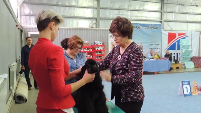 Черная сука юниорка 09.11.2019 эксперт Патрина М смотреть онлайн