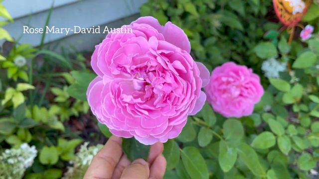 Garden Roses in Late Summer-a young garden in zone 4 смотреть онлайн