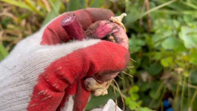 Луковицы гладиолусов Копать и как хранить? смотреть онлайн