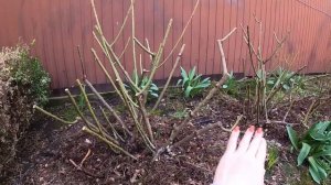 Не роза - ВОСТОРГ! Анжела (Angela) Кордеса, обрезка. Как обрезать шраб.