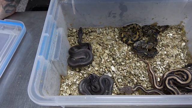Amazing Ball Python Clutch Update! #75 #65 смотреть онлайн