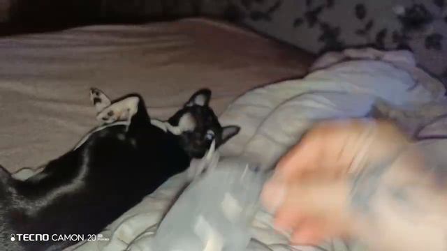 Чихуахуа,мышка