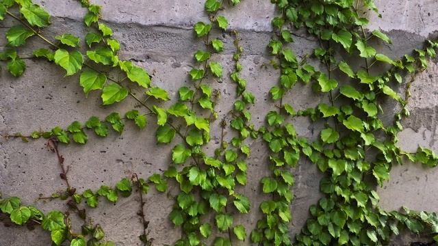 Виноград Вичи смотреть онлайн