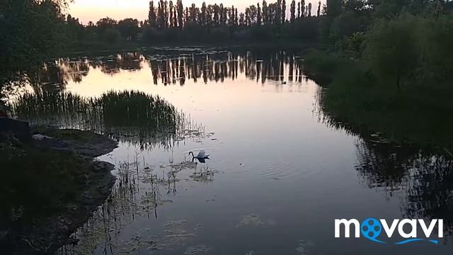 Лебеди на озере. Майский закат. смотреть онлайн