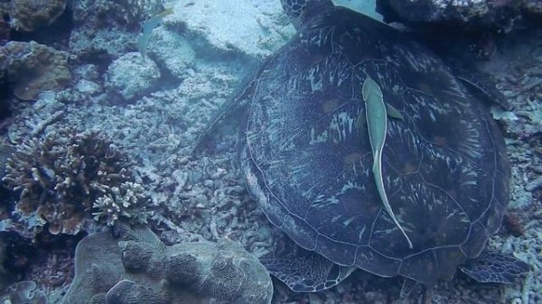 esther-abrami-no2-remembering-her