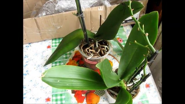 посылки с орхидеями РАСПАКОВКА и ОБЗОР смотреть онлайн