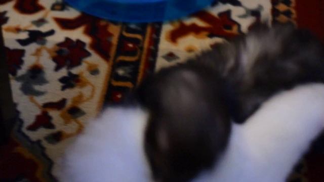 Фретка и Фуро смотреть онлайн