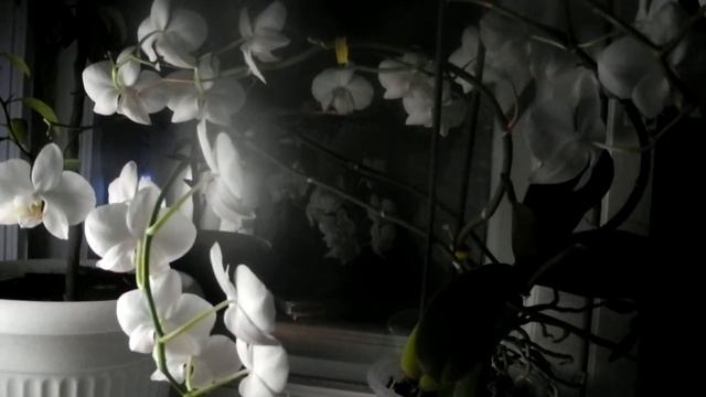 Память смотреть онлайн